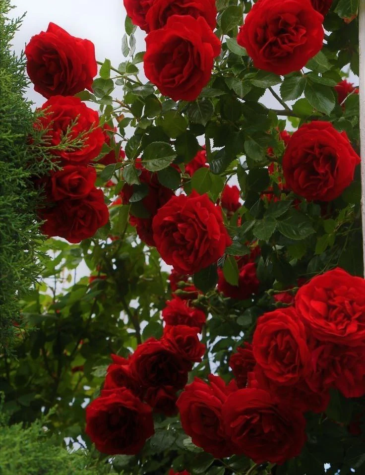 🌹 Чтобы роза росла пышно и цвела ярко и долго