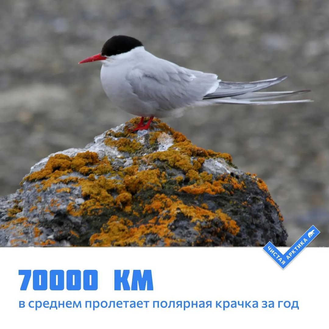 Полярная крачка — небольшая птица, которая совершает одну из самых длинных сезонных миг...
