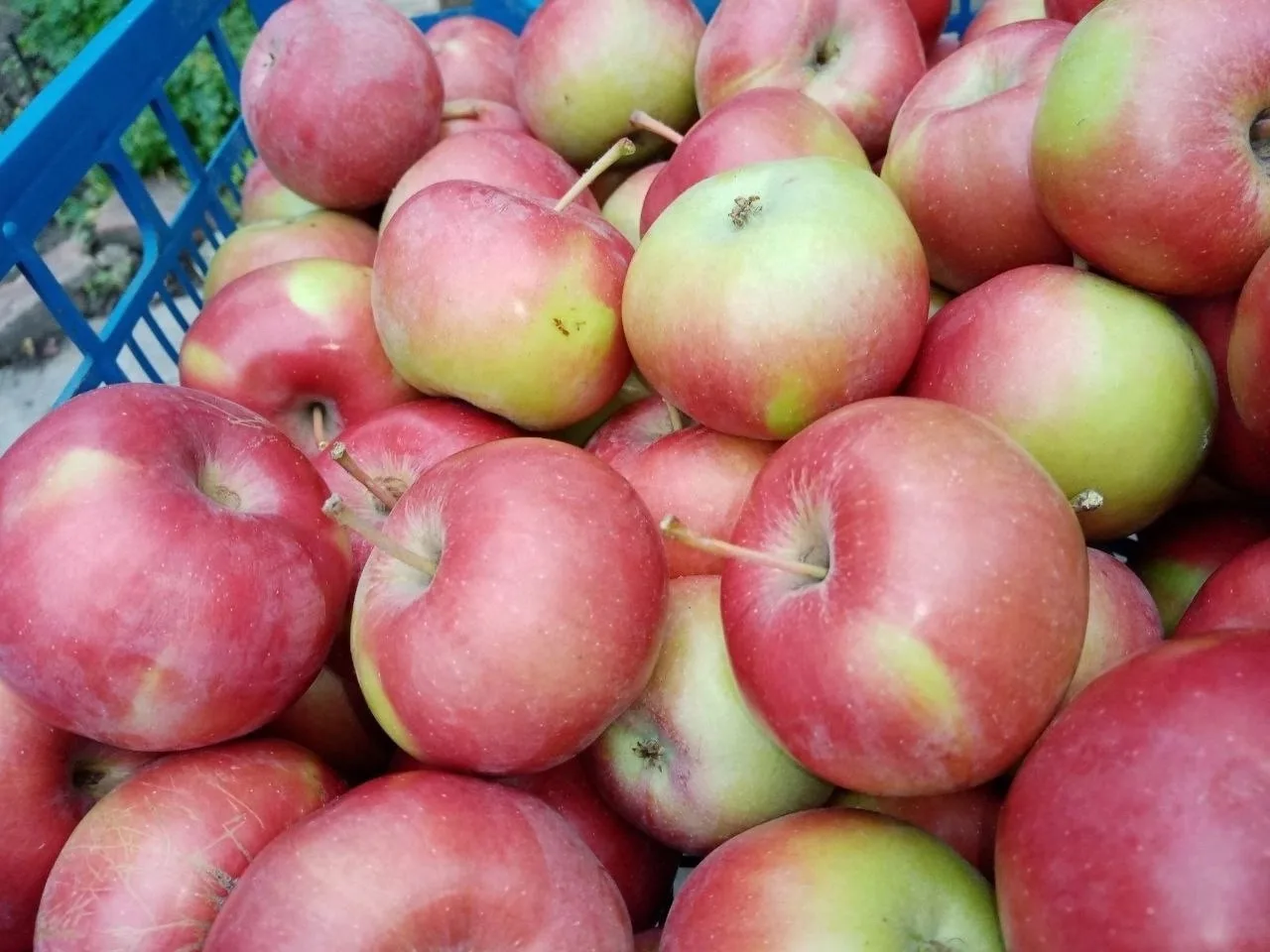 Продам яблоки! Сорт Чемпион и другие. Яблоки большие, сладкие, сочные. Цена 65₽/кг. Луг...