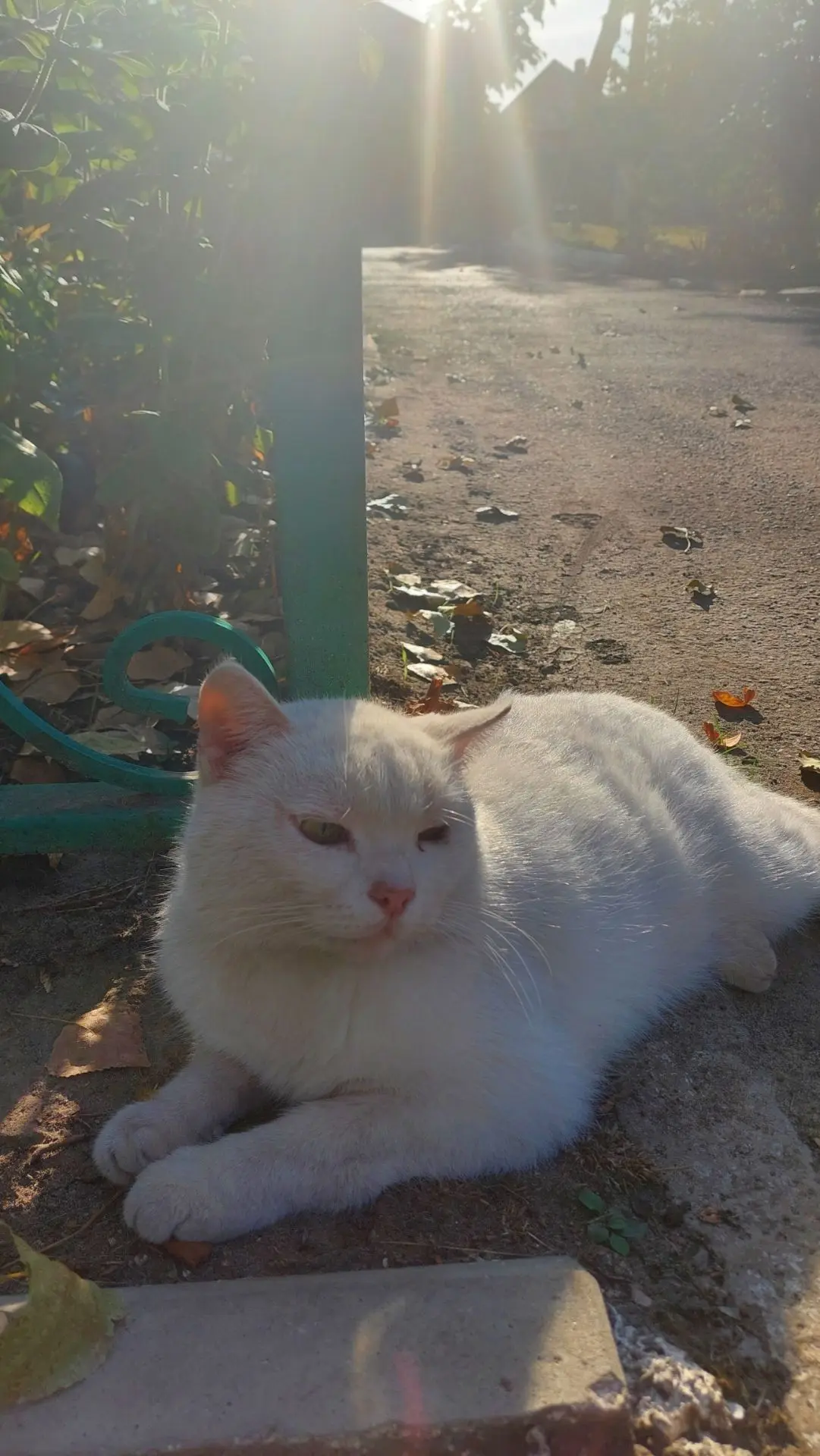 Уличные коты😍