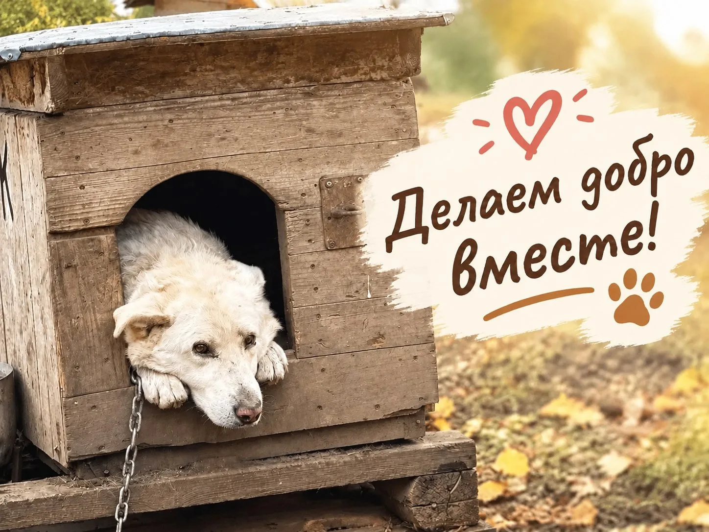 🐾 Делаем добро вместе!