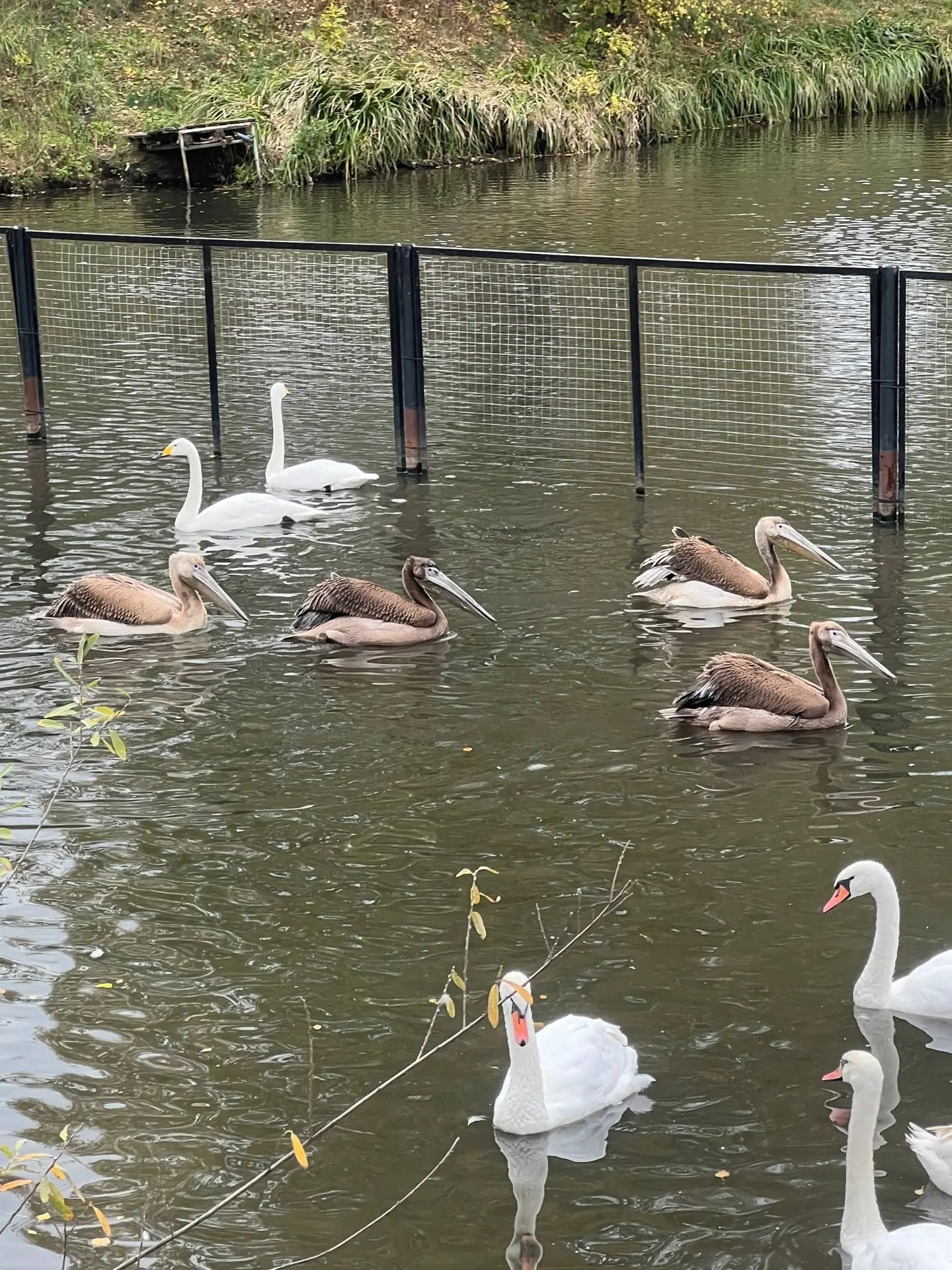 🦩 Розовый пеликан (Pelecanus onocrotalus)