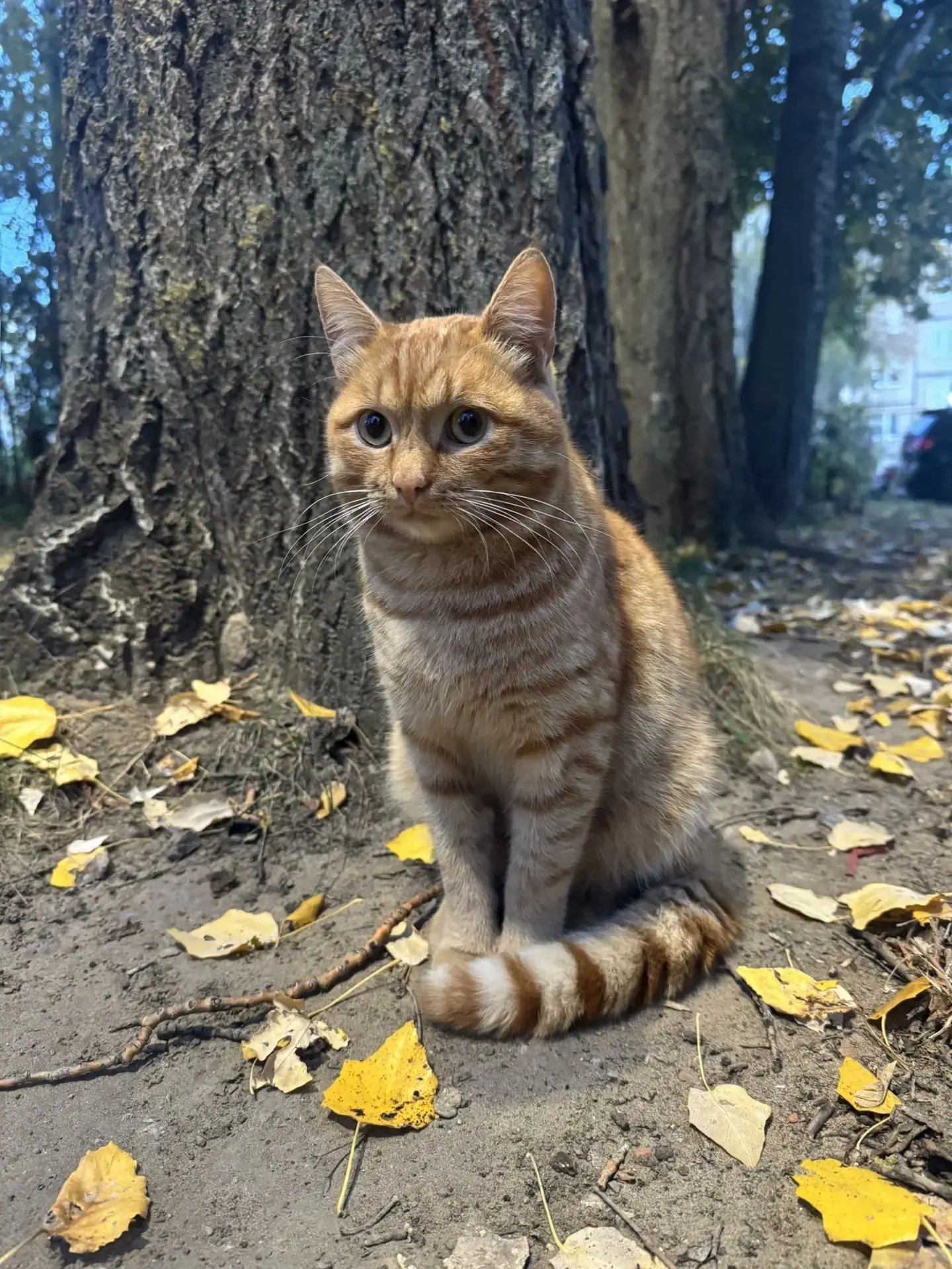 Продолжаем искать хорошие ручки молодому котику. Очень красивый, на фото не передать.