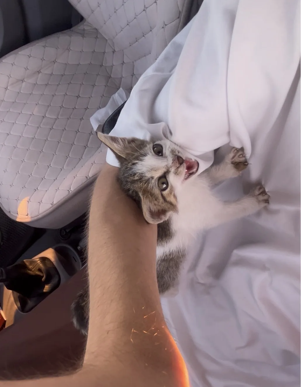 маленький котенок ищет добрые руки.