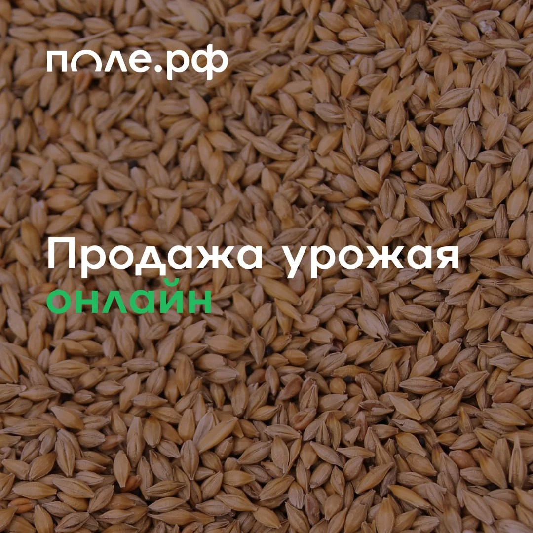 ⚡️ Продавайте пшеницу, горох, сою, кукурузу крупнейшим экспортерам и переработчикам на ...
