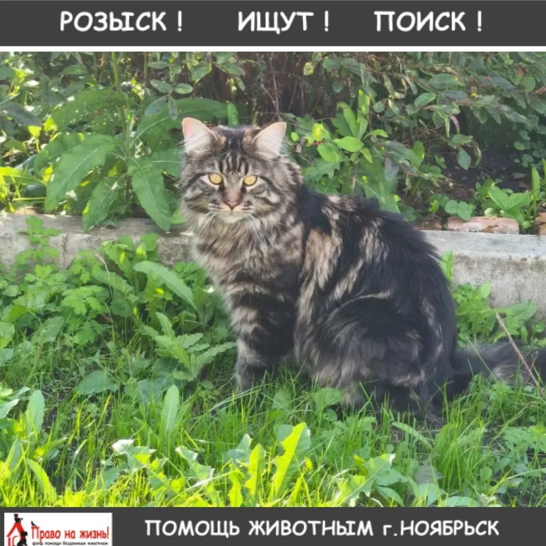 🚨 ПРОПАЛ КОТ! МЕЙН-КУН! ПОМОГИТЕ НАЙТИ! 🚨