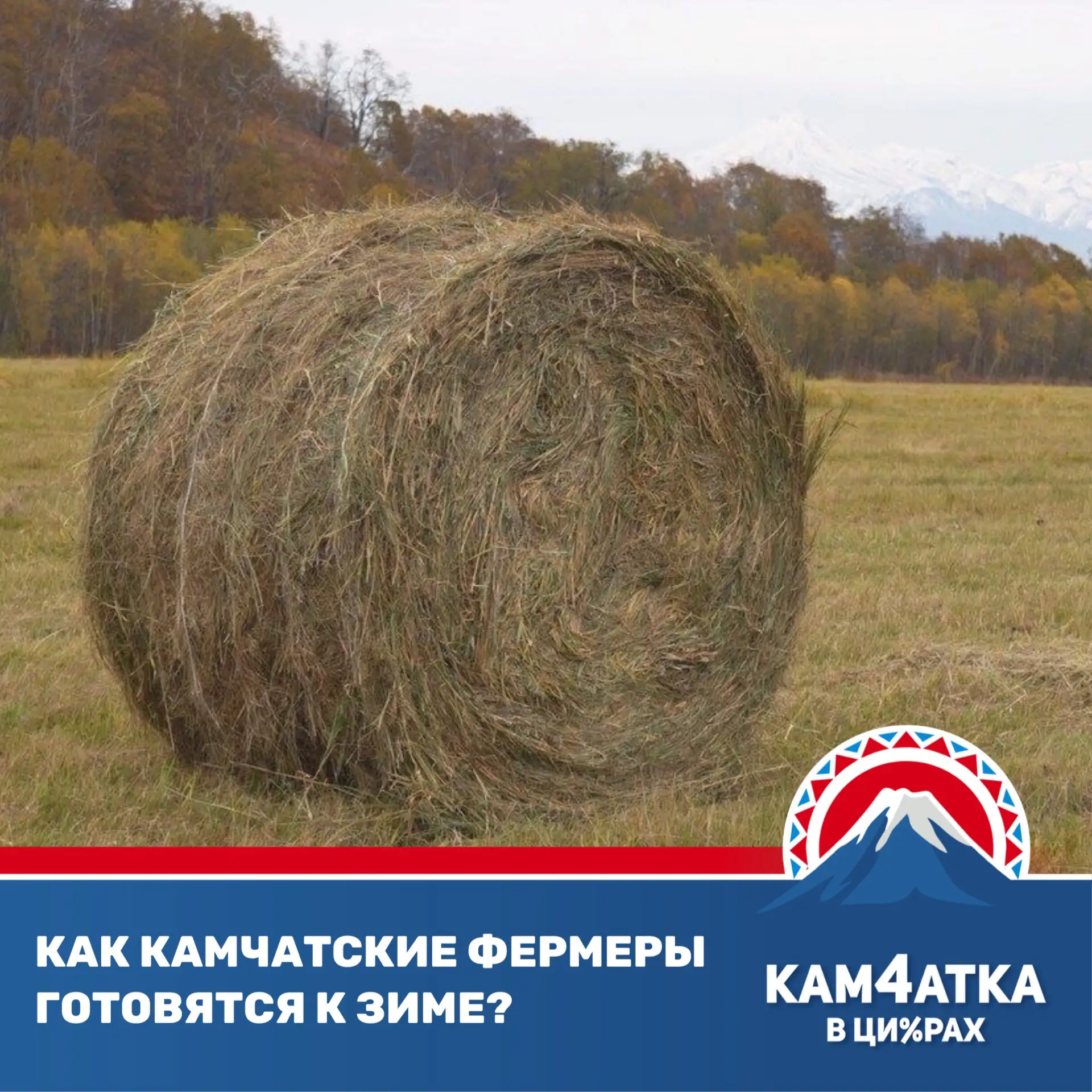 На Камчатке план по заготовке зимних кормов для скота выполнен на 73%
