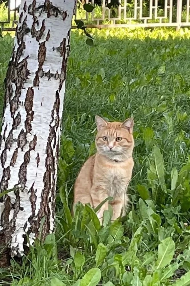 Добрый день! Потерялся кот Семён, в районе городские горки, на нем ошейник с номером те...