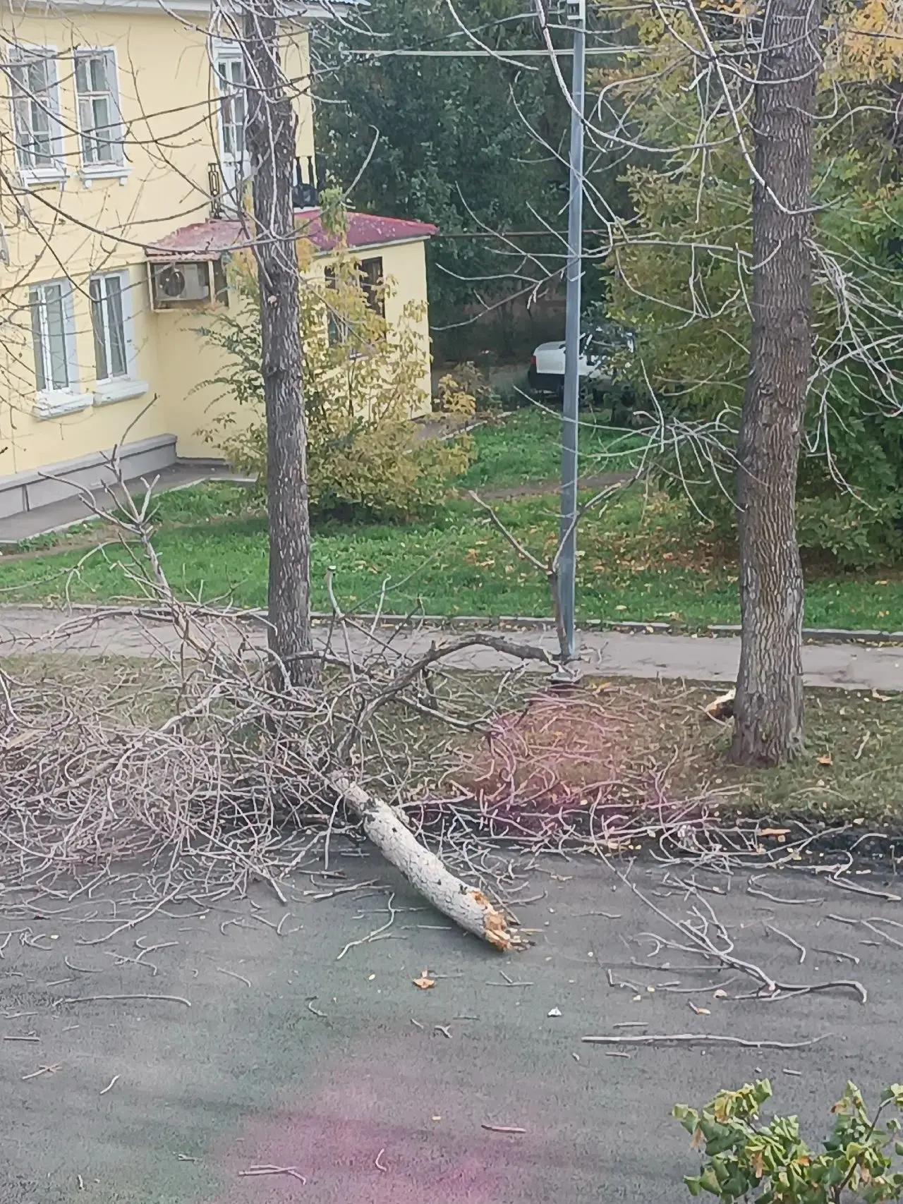 Очередное дерево рухнуло на улице Кишинёвской. Надеюсь, никого не задело.
