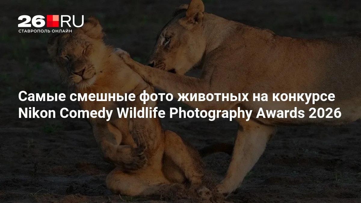 Самые смешные фото животных на конкурсе Nikon Comedy Wildlife Photography Awards 2026