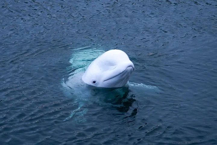 🐬 Белухи и морской лев отправятся в Москву