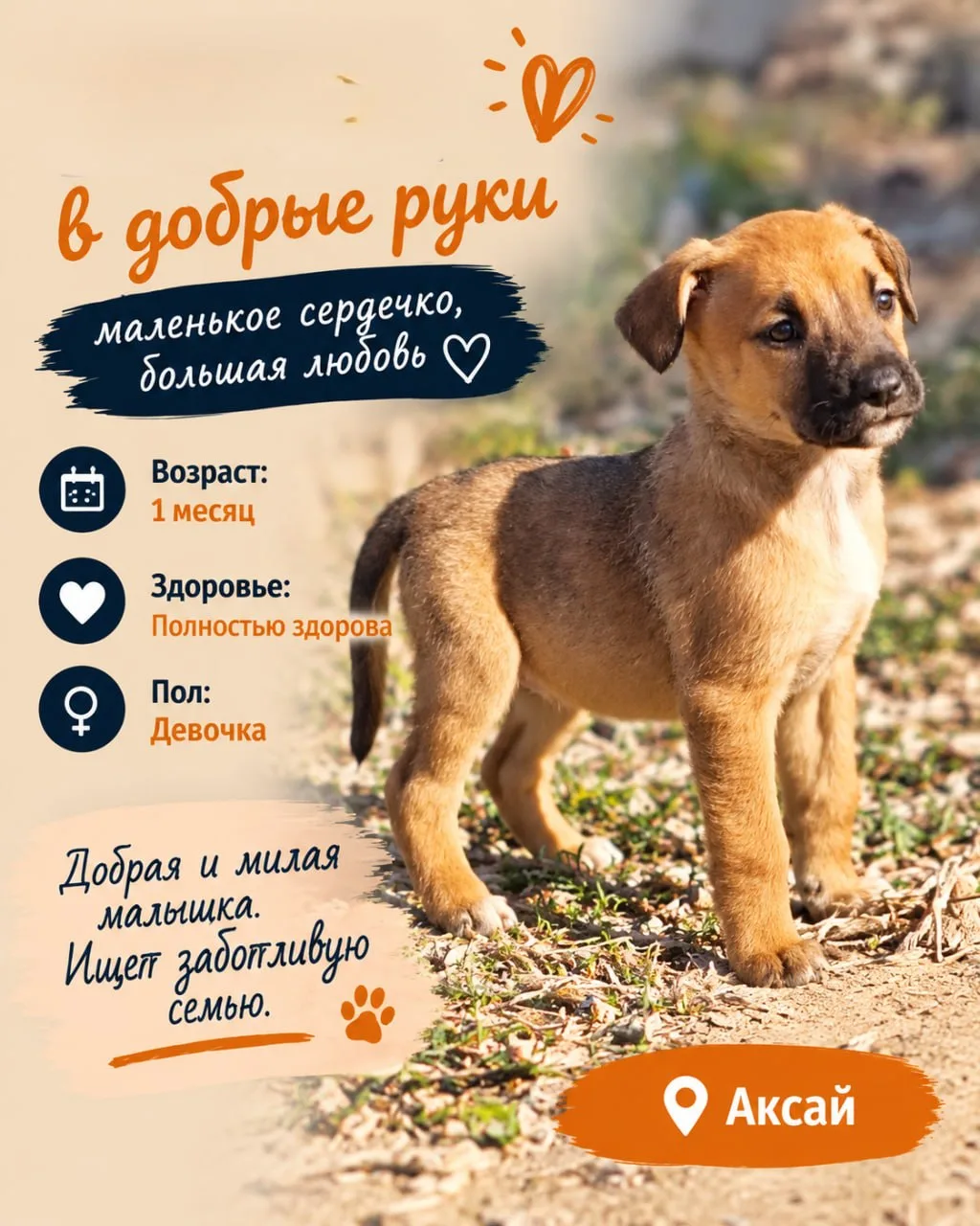 Щенки в добрые руки. 1,5 месяца,  кушают сами,  обработаны от паразитов.  На все вопрос...