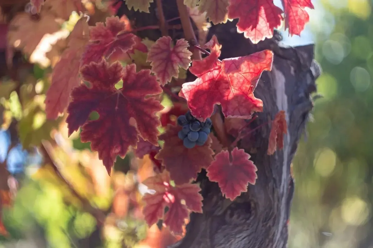 Виноградники 🍇 в осеннюю пору 🍁 выглядят особенно выразительно ✨