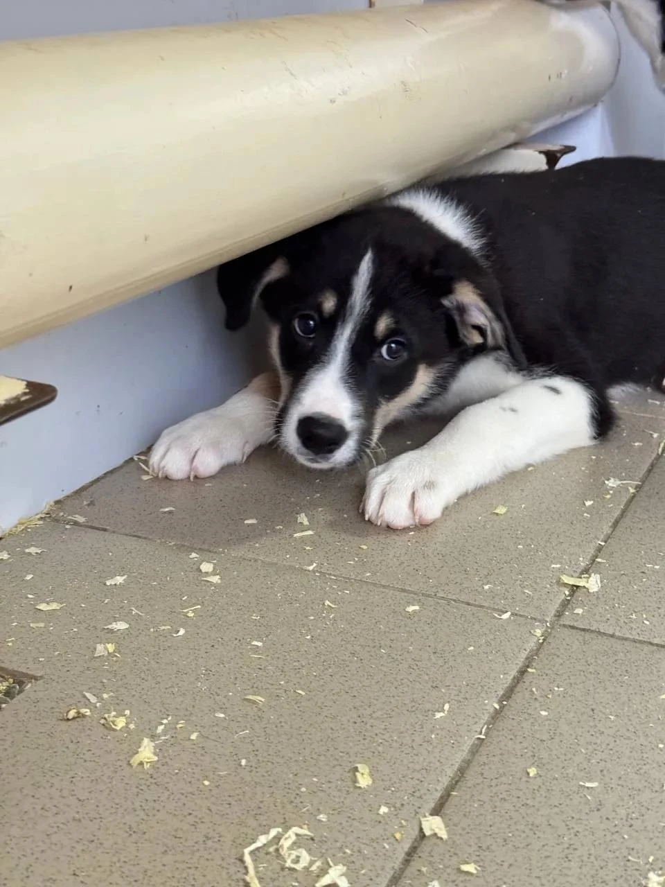 🐾 А у нас - пополнение! 🐶