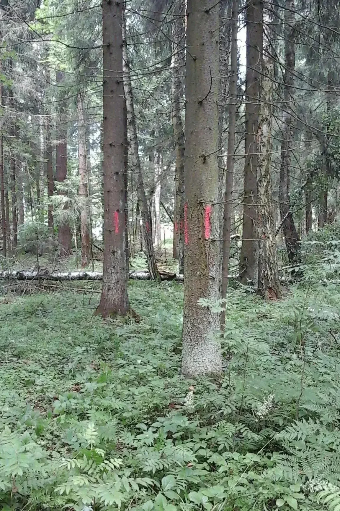 Вблизи города Черноголовка Богородского городского округа на площади 3,2 гектара заплан...