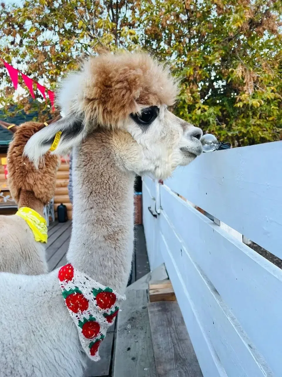 🦙 В Казани можно обняться с альпаками, не выезжая из центра