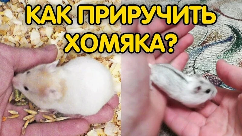 Как приручить хомяка 🐹