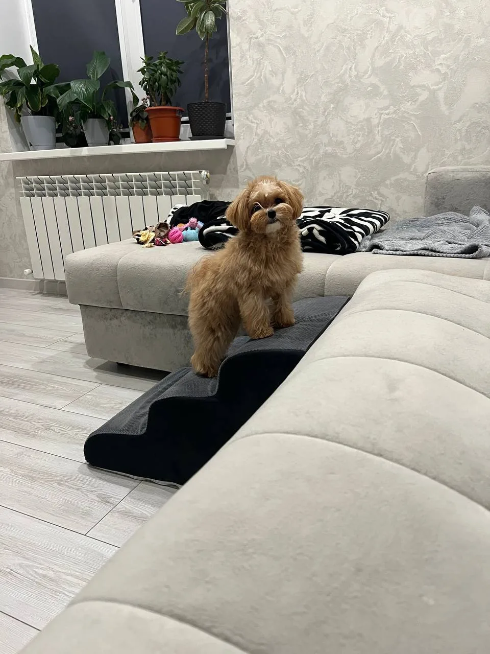 Красоточка наша дочка Мальтипу💘