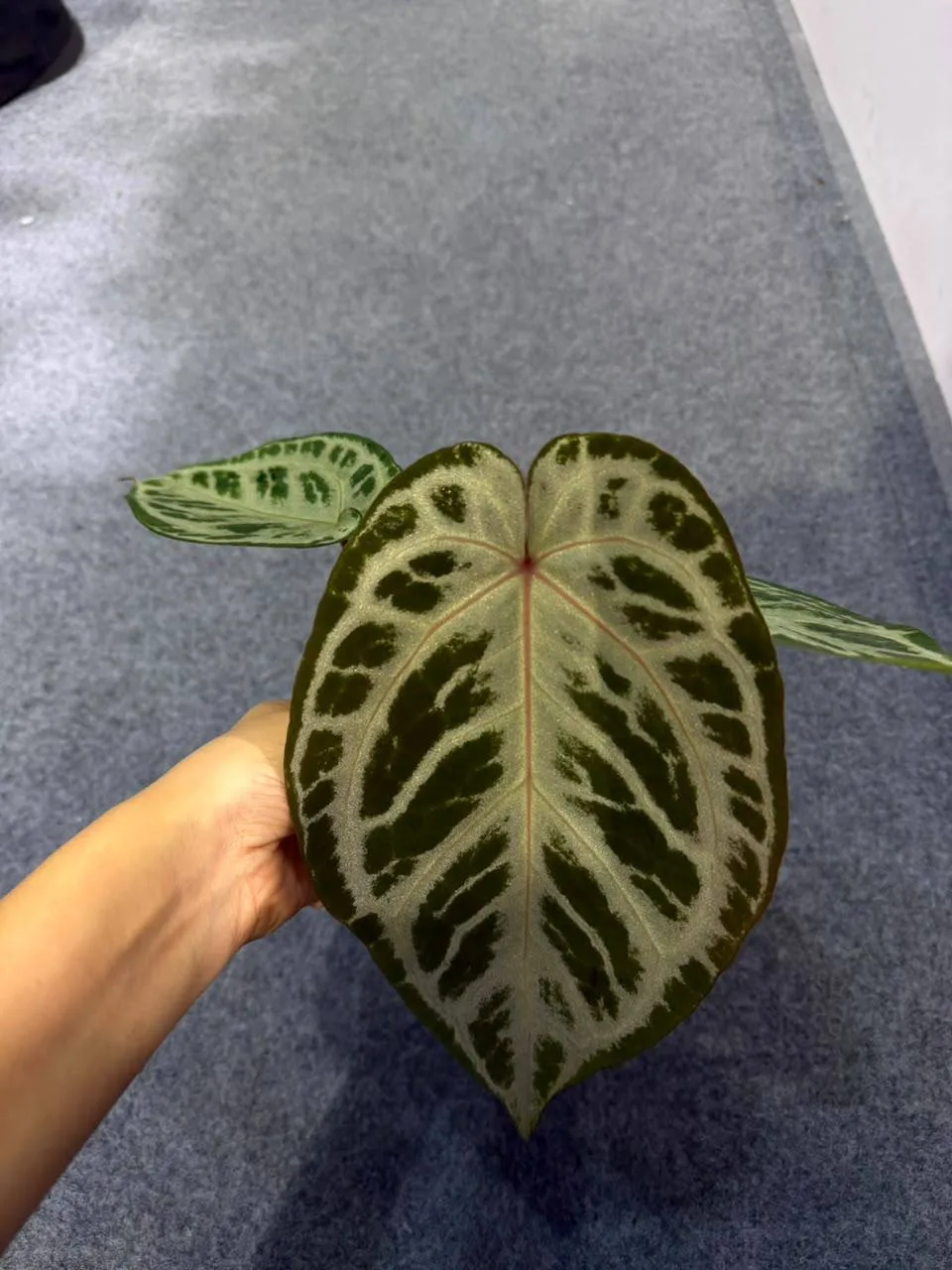 Антуриум Rosebell