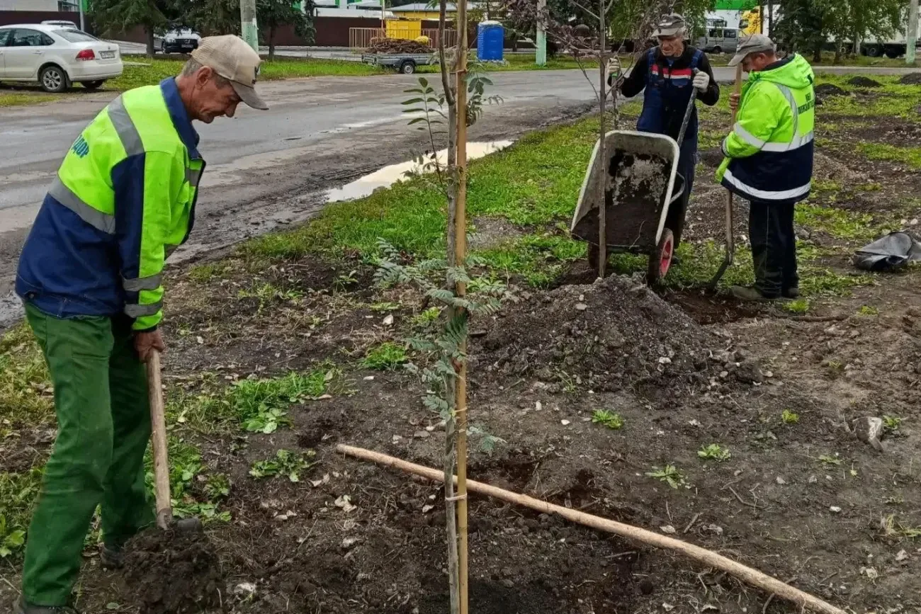 За 3 дня в Пензенской области высадят более 50 тысяч молодых деревьев