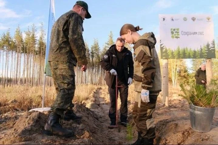 Около миллиона хвойных деревьев высадят в Марий Эл этой осенью