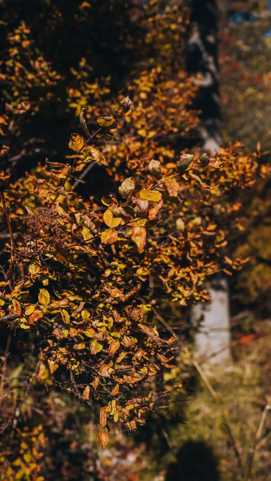 🍁🍂