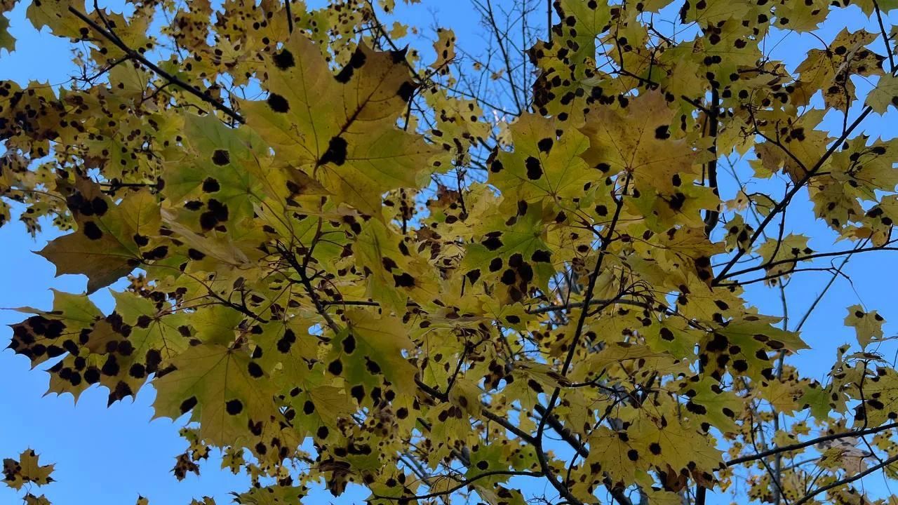 🍁 На клёнах Карелии появились чёрные пятна