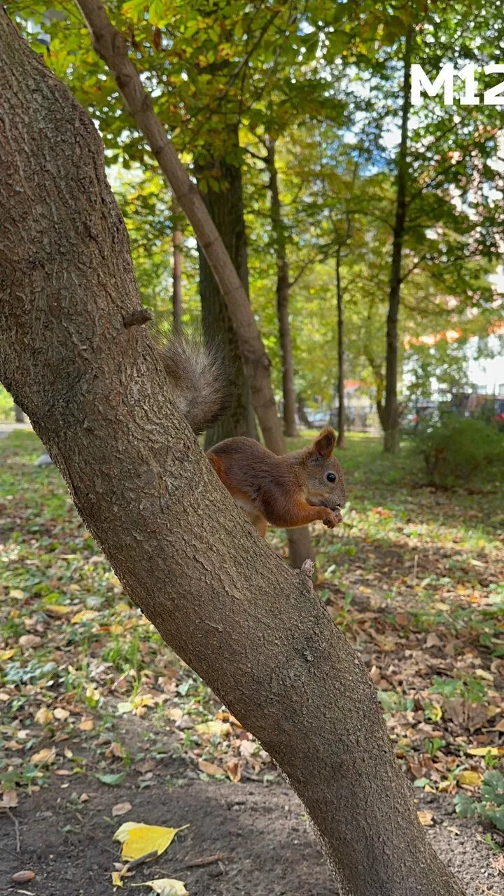 🐿 Белочка попозировала нашей подписчице Ольге Овсянниковой в парке Вагоноремонт.