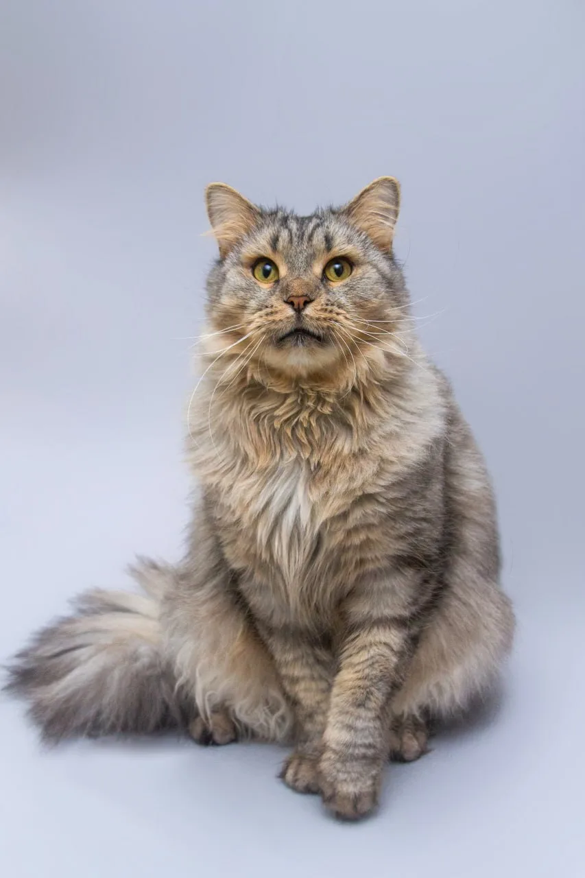 Москва и МО. Очень просим репостов 🐈