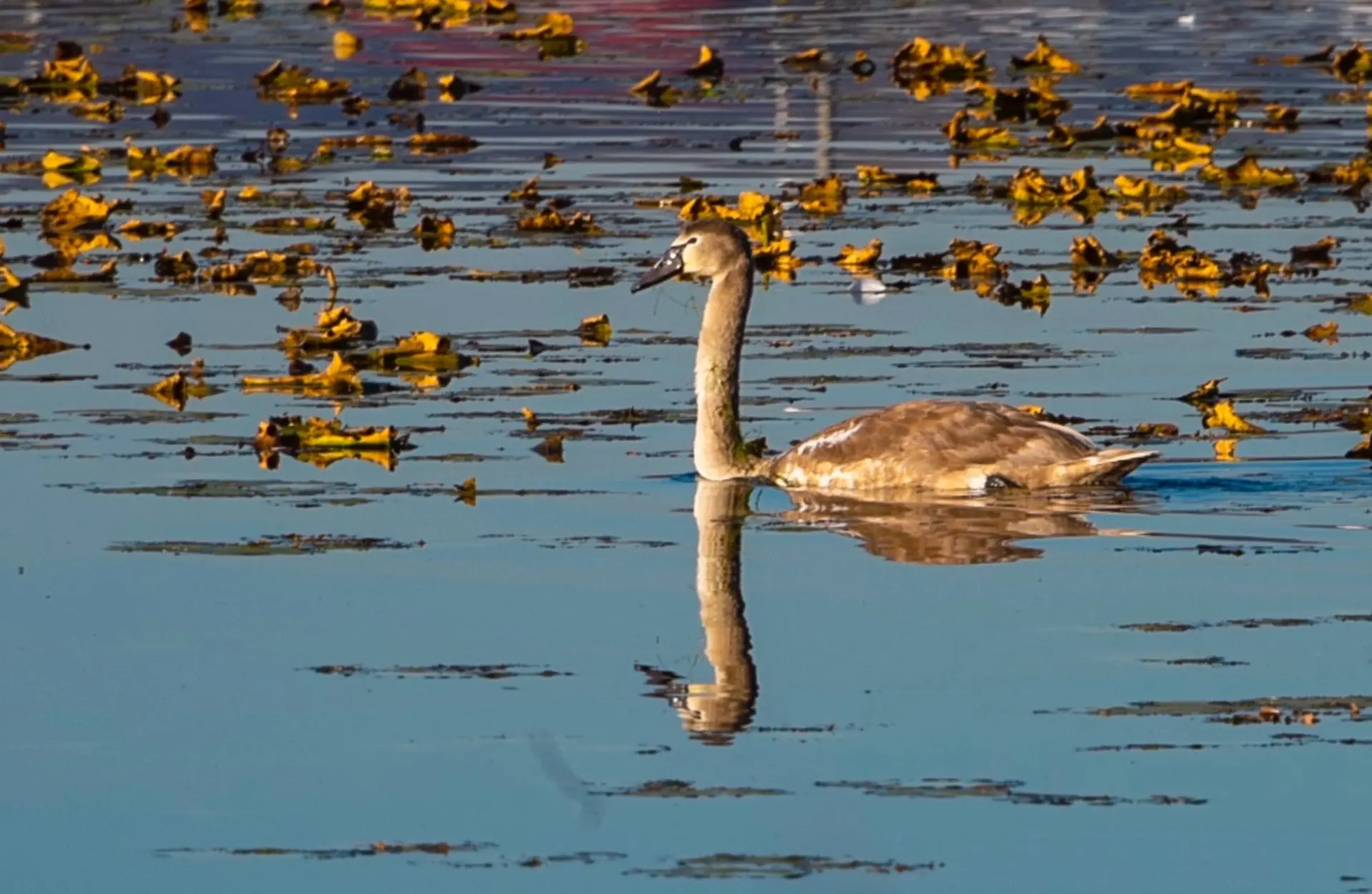 В Нижнекамском районе спасённых лебедей-шипунов выпустили на Каме 🦢