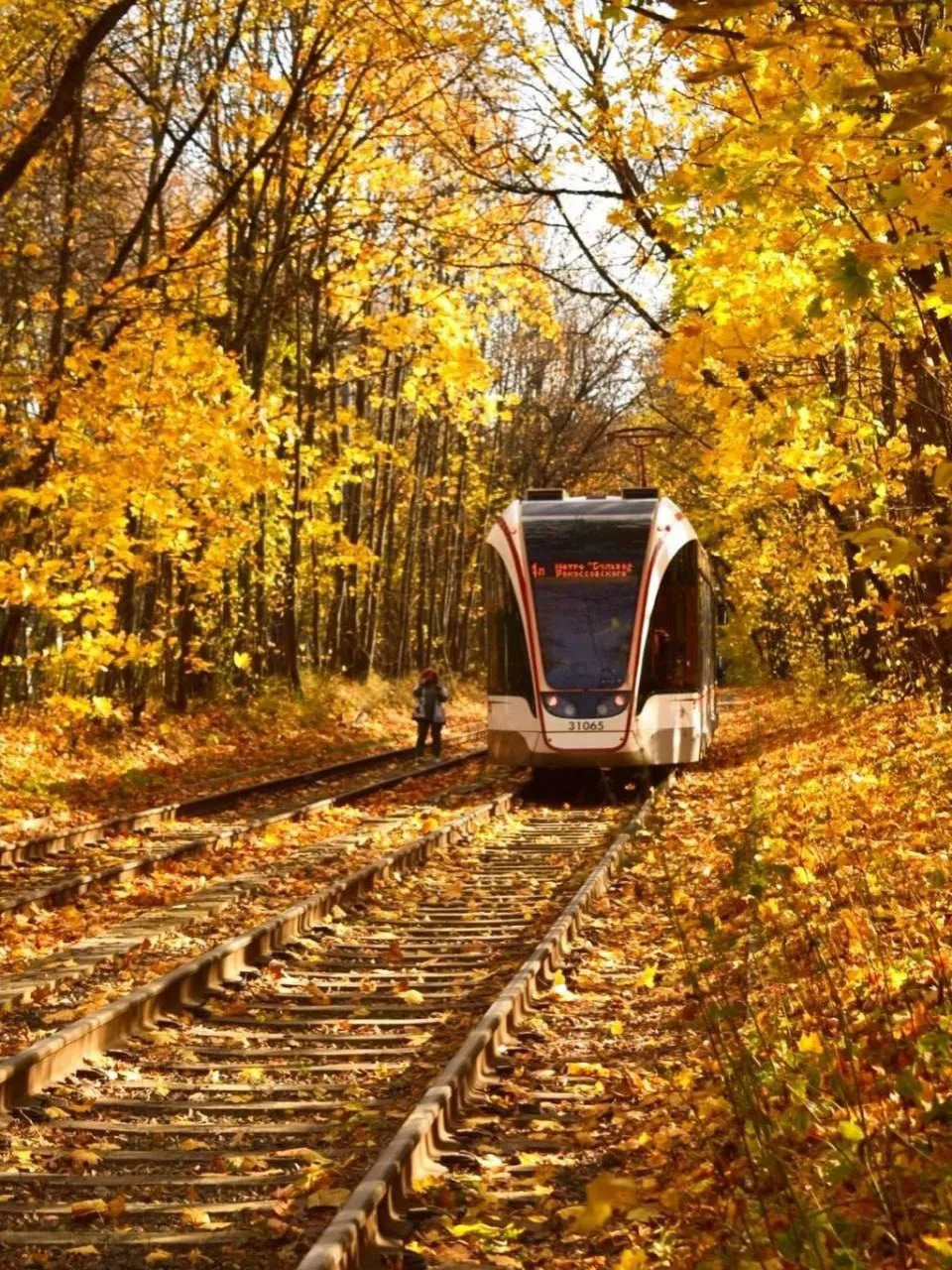 🍁 Золотая осень в Сокольниках.