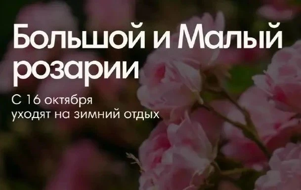 🌹Большой и Малый розарии парка «Сокольники» закроются на зиму