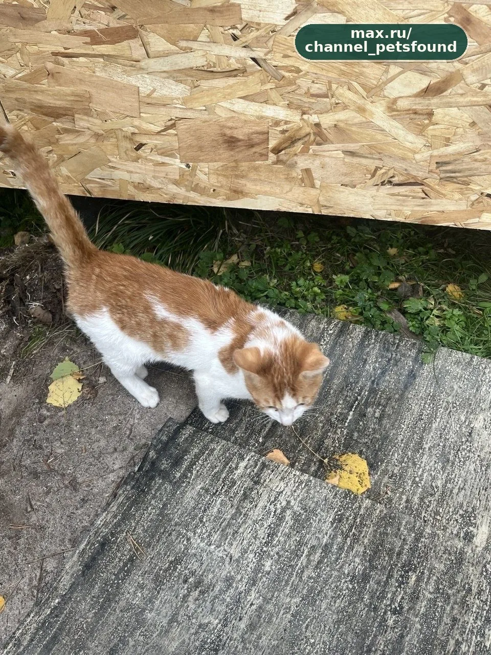 🐾 Найден питомец — Москва