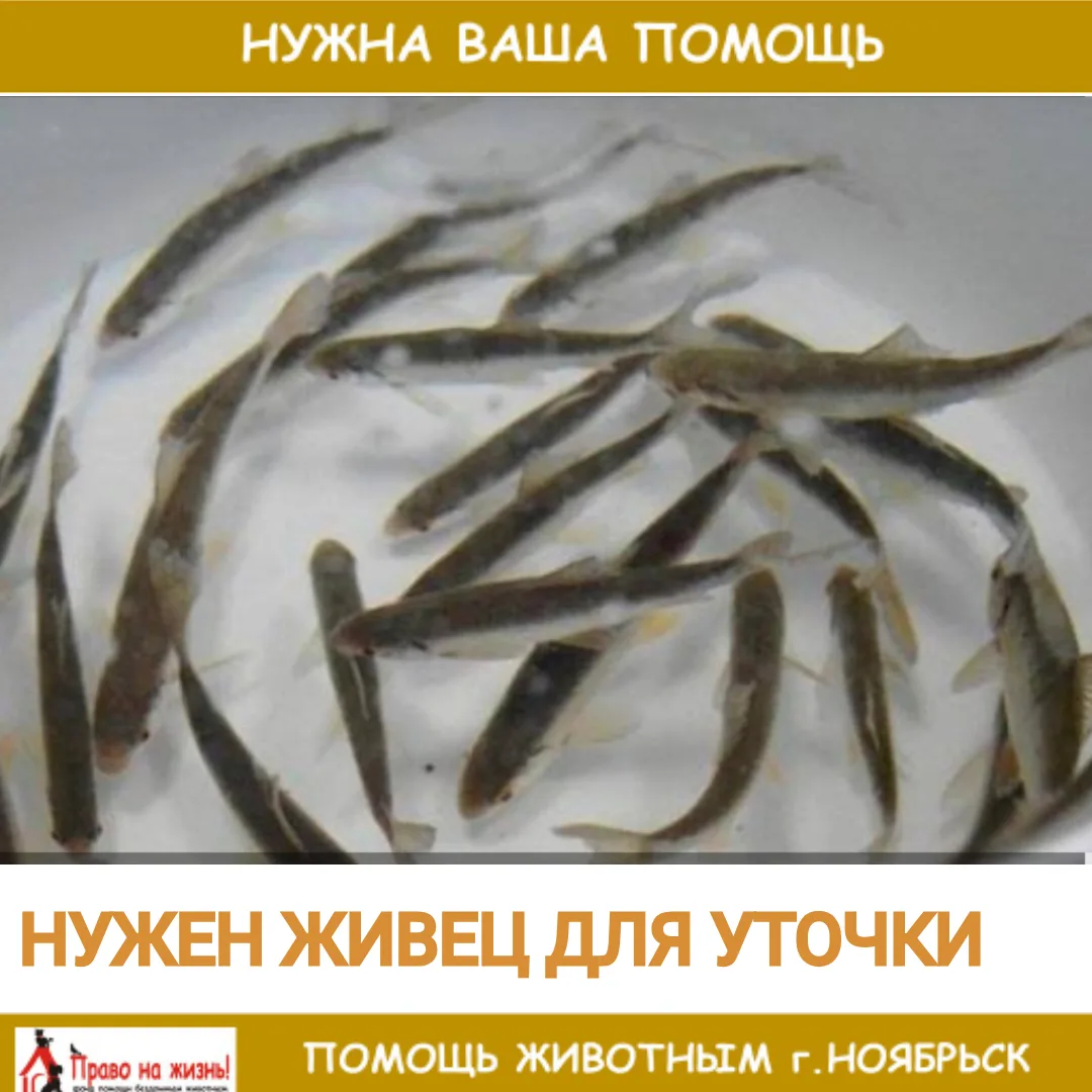 Друзья, к нам попал крохаль (небольшая дикая утка). Обычный корм ей не подходит. Для вы...