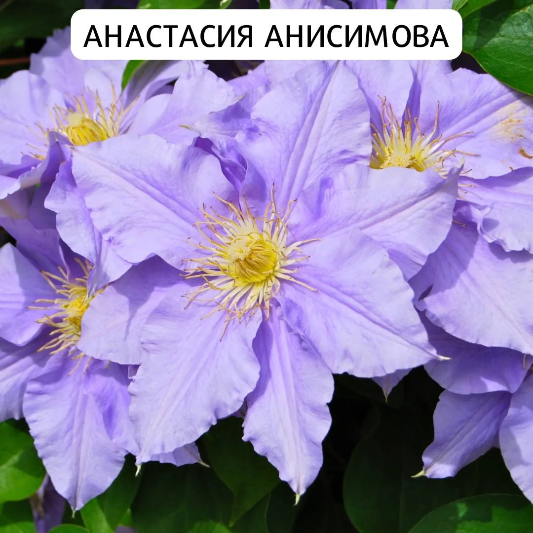 Самые неприхотливые сорта клематисов🌺