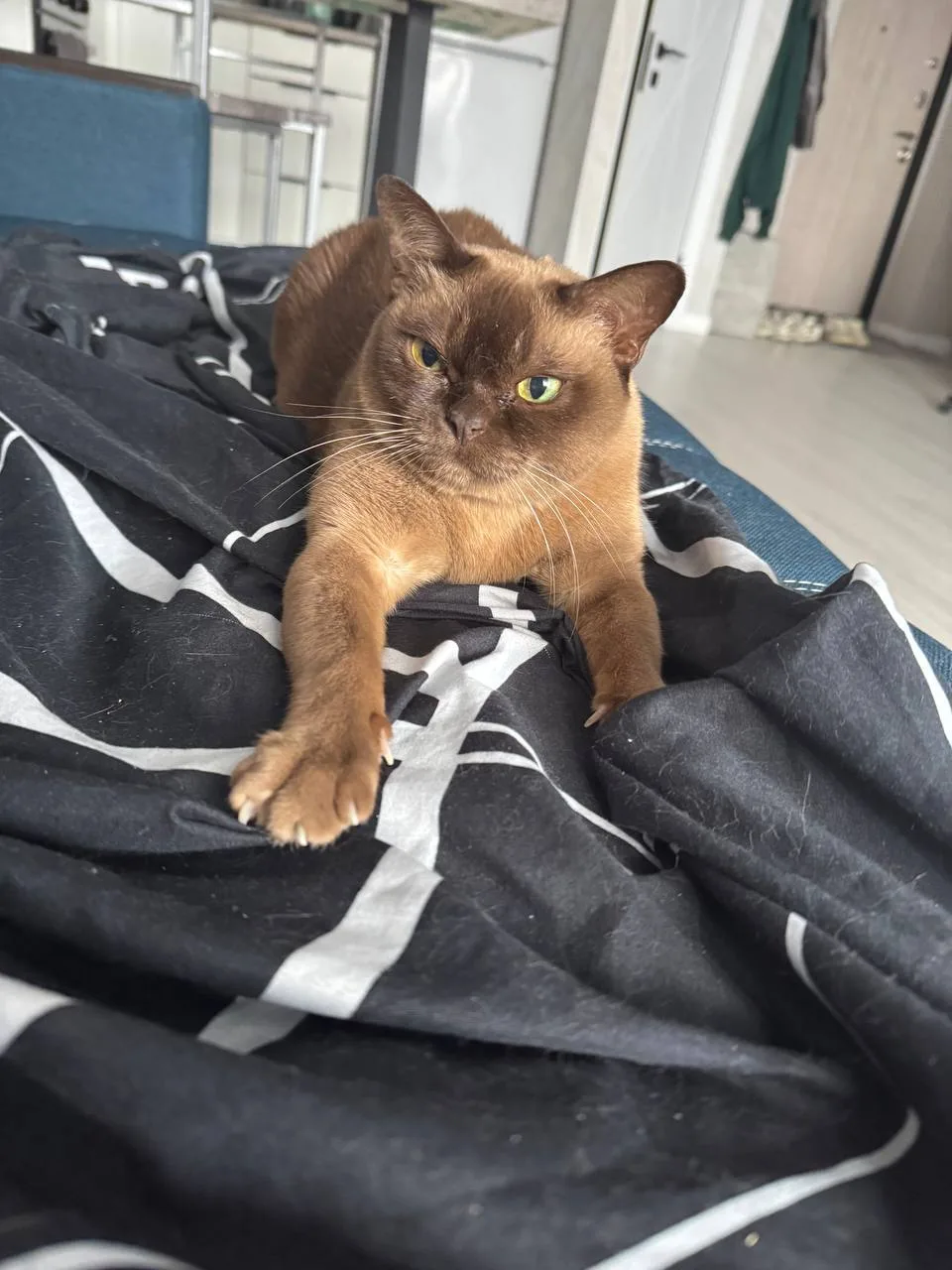 Как и обещали, вот подборка с вашими питомцами 😻