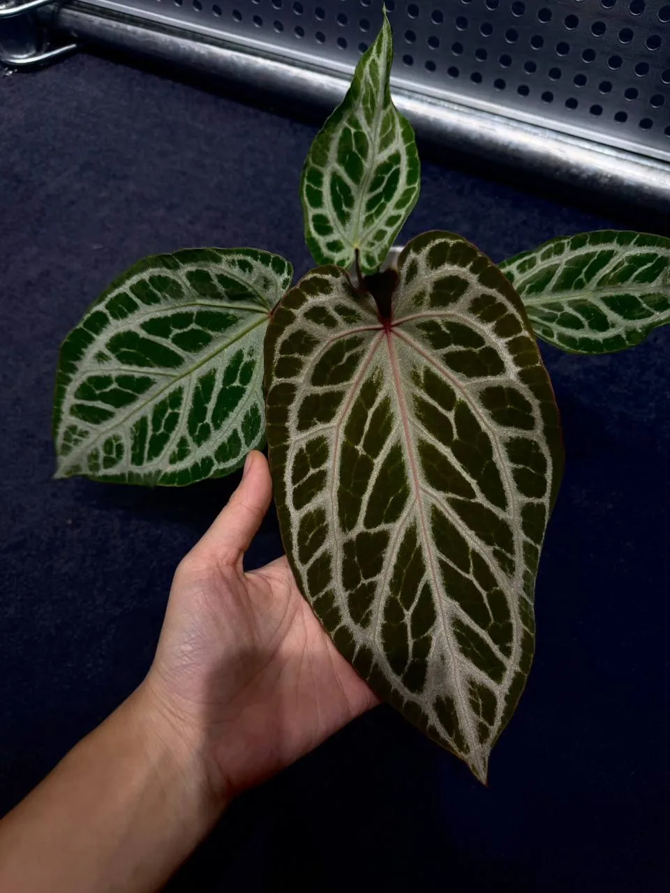 Антуриум Red crystall x Silver tiger