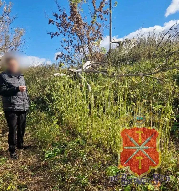 📌 В Белёве у мужчины нашли более 100 кустов конопли и 459 граммов марихуаны