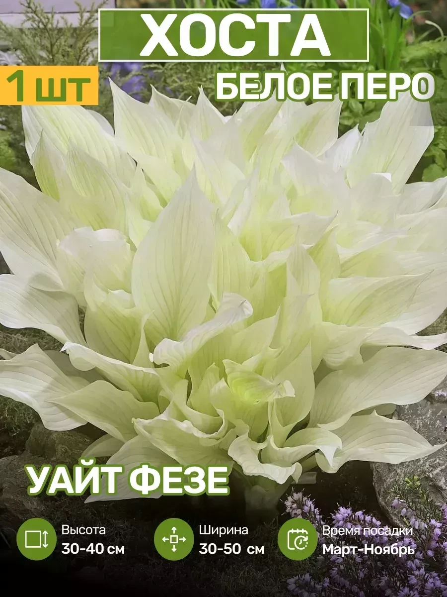 Хоста Саженцы Цветов ПосадиКa