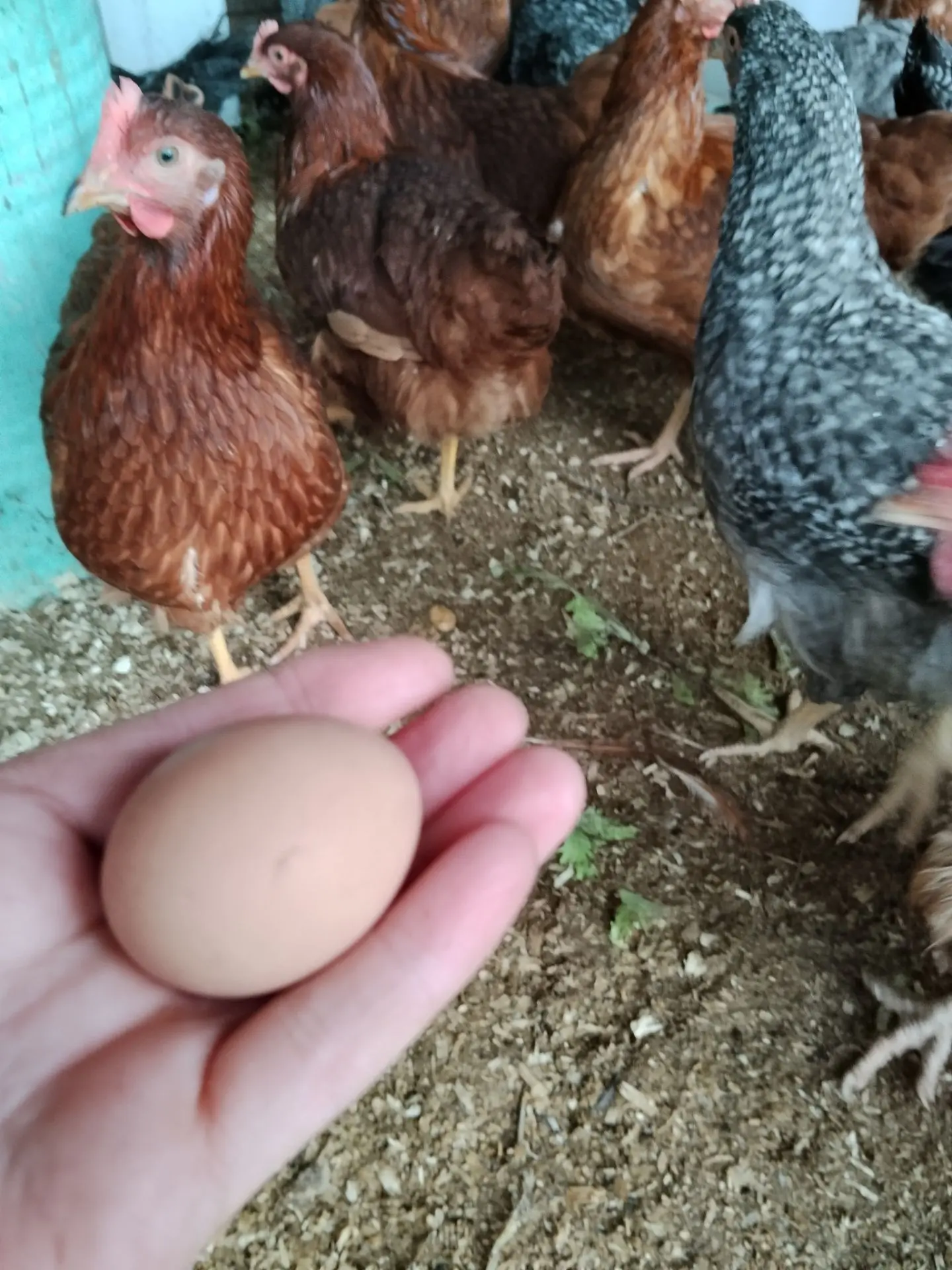 Молодка снесла первое яичко.🥚🐓