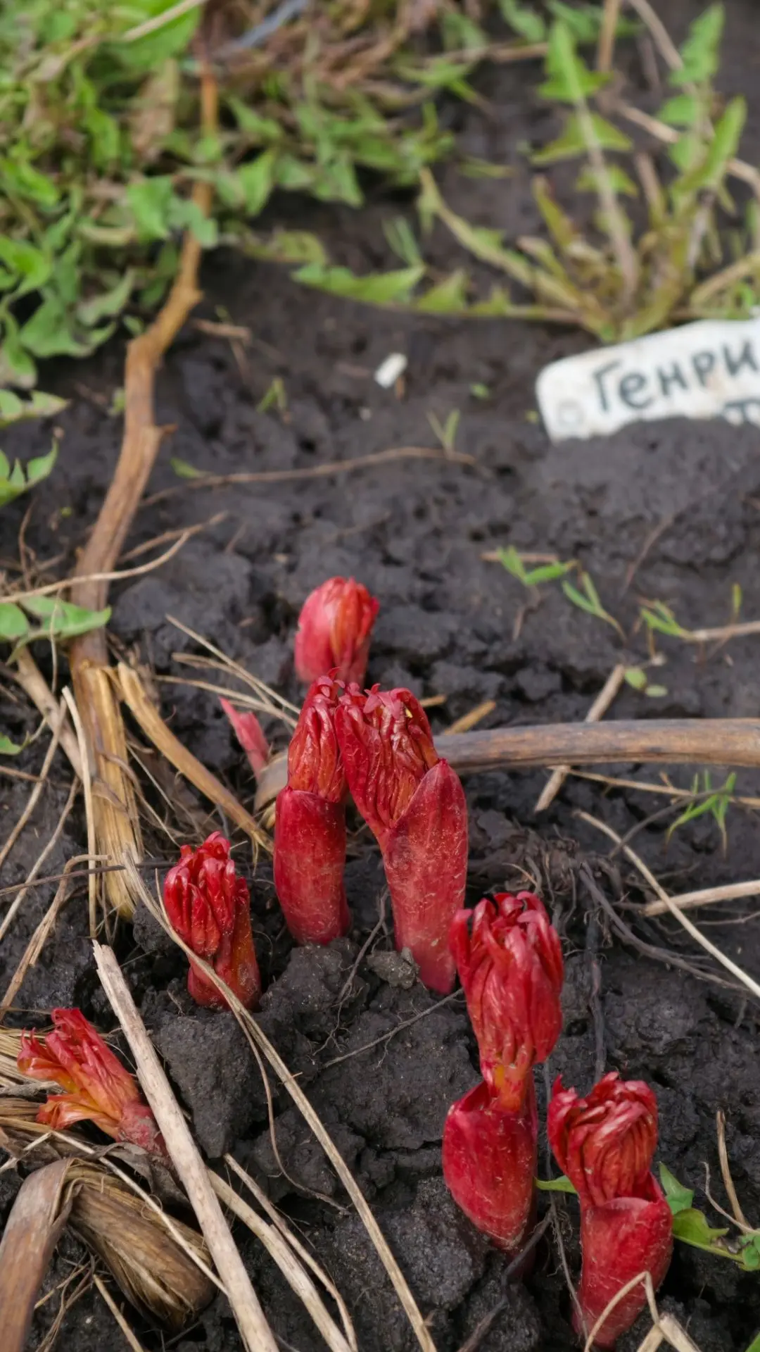 С лицами, древовидные. Обратите внимание на стебли.
