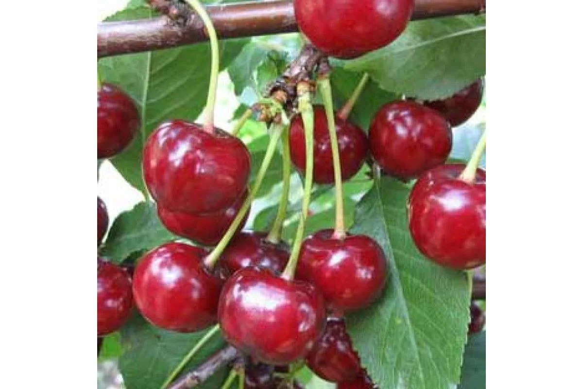 🍒 Два сокровища для вашего сада: вишня «Лозновская» и «Дюк-дочка»!