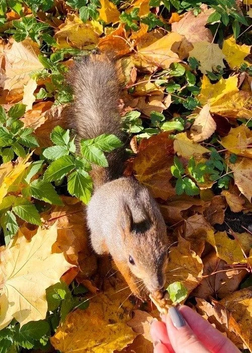 🍁🧡🍂
