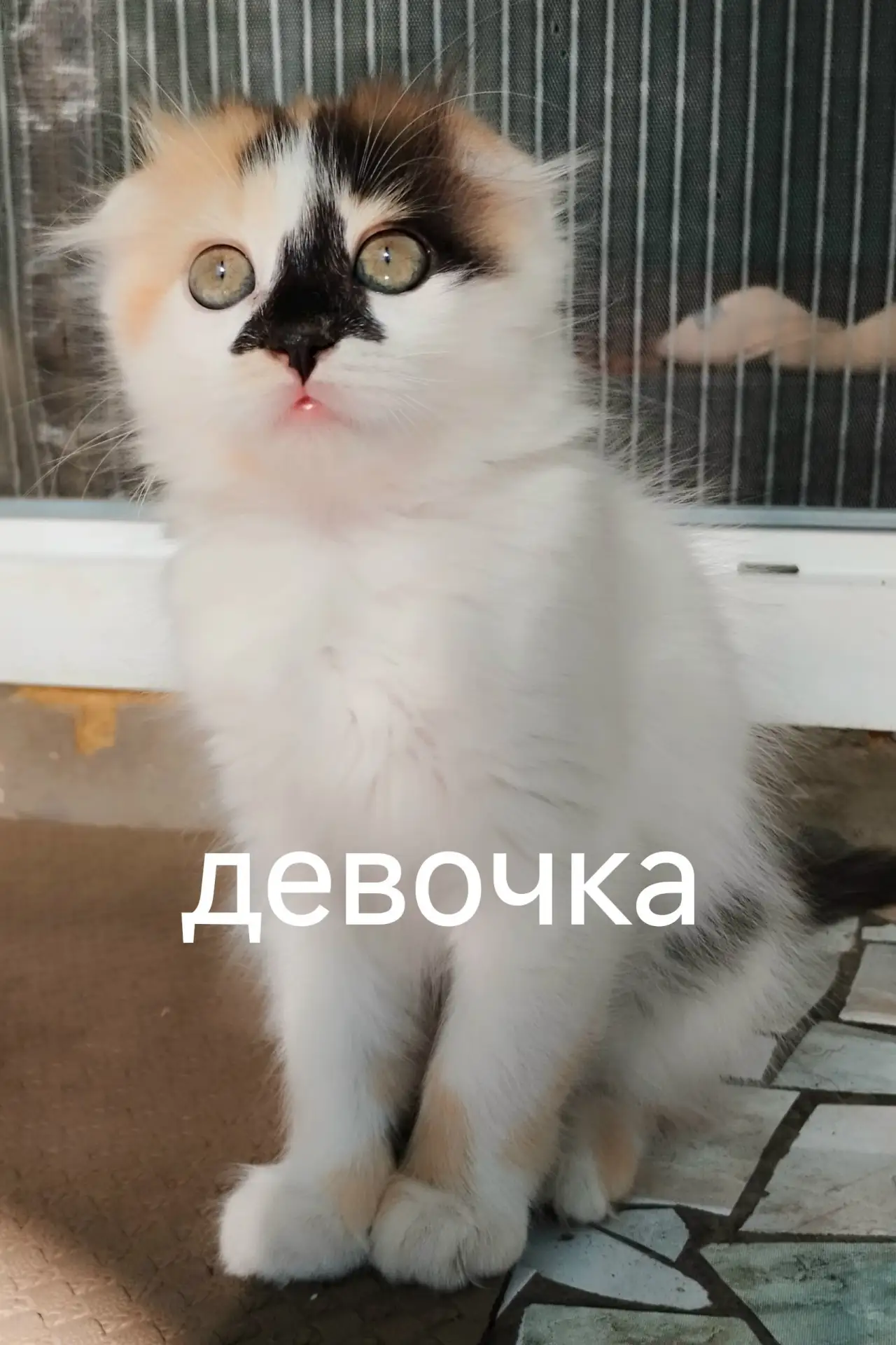 Ищем любящую семью для очаровательных котят! +79493936524