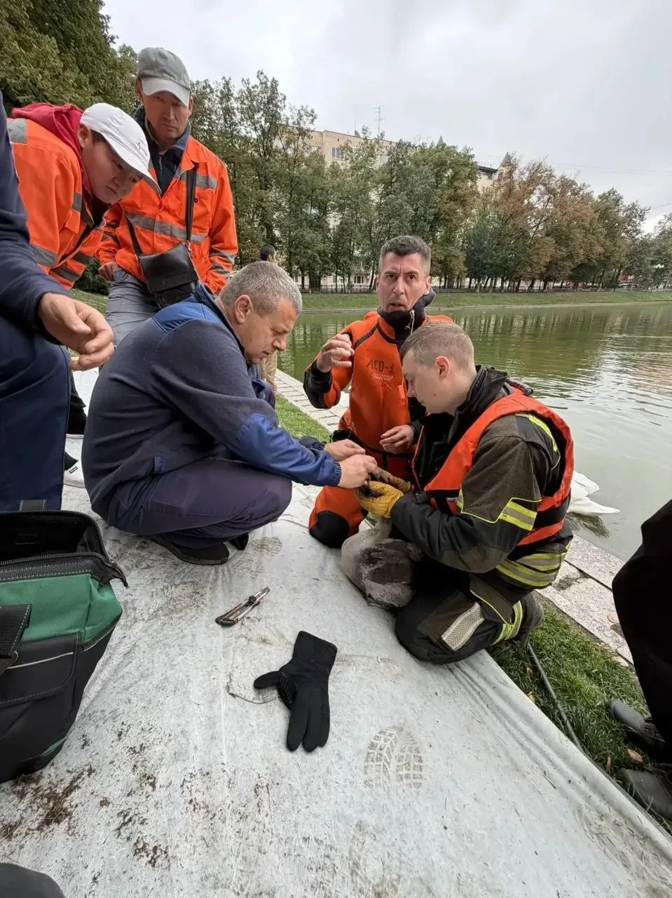 🦢 На Патриарших прудах спасли лебедя