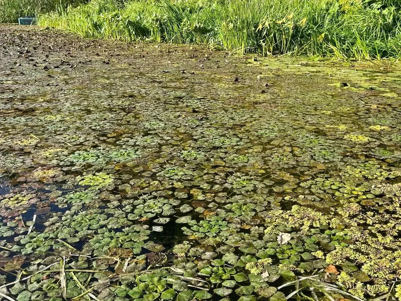 ✅Вернули то, что спасало жизни: в Саратовской области возродили водяной орех