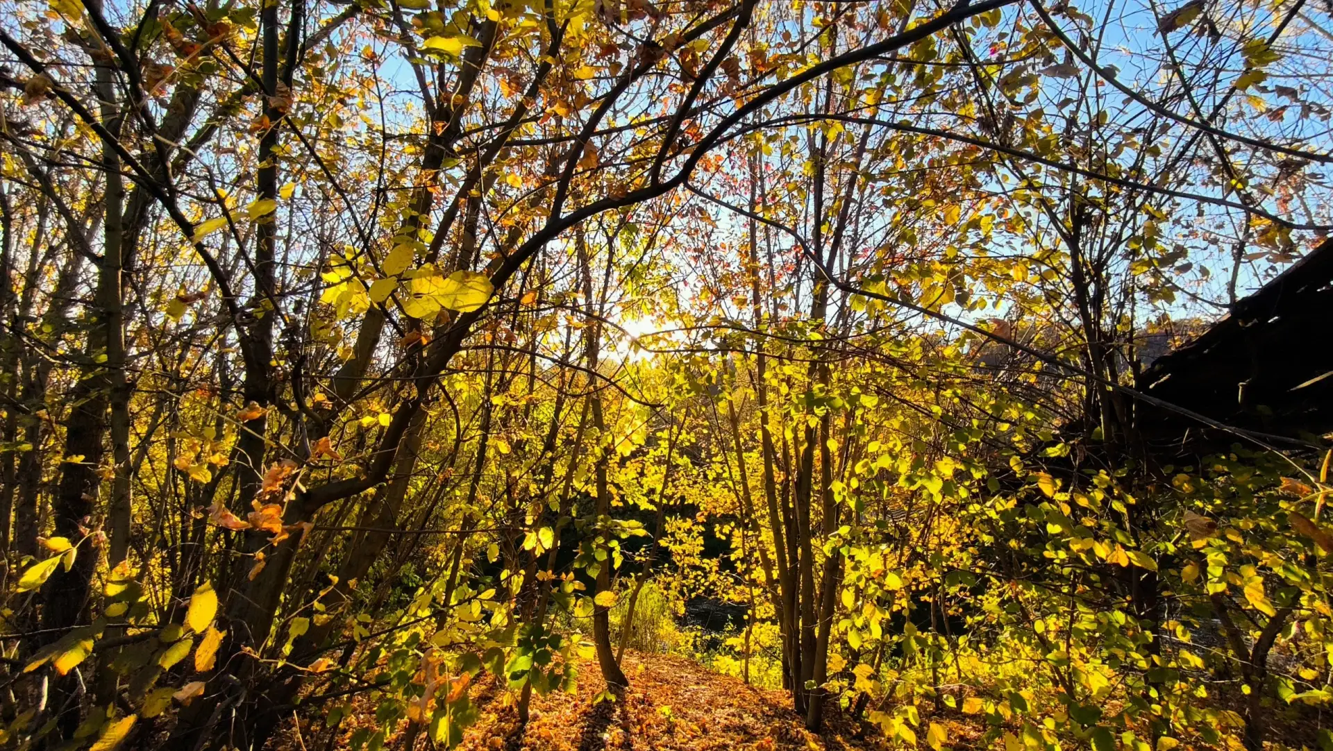 🍂 Осень в Борисоглебске