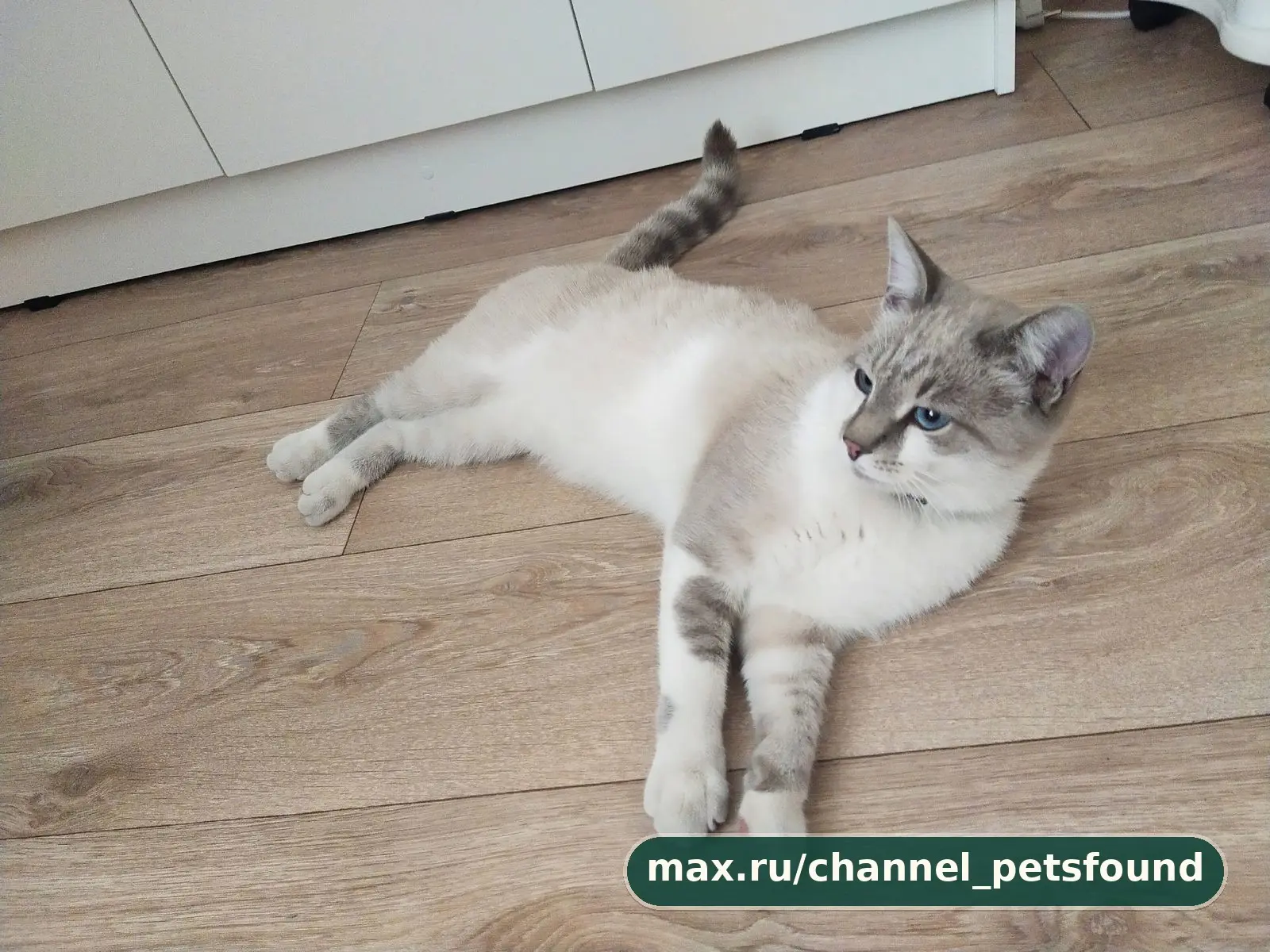 🐾 Найден питомец — Пенза