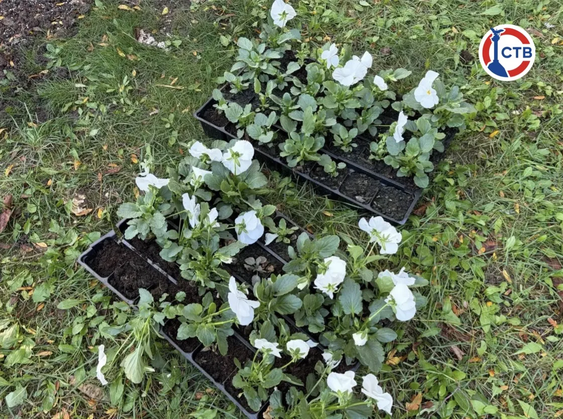 На Приморском бульваре высаживают 10 тысяч анютиных глазок