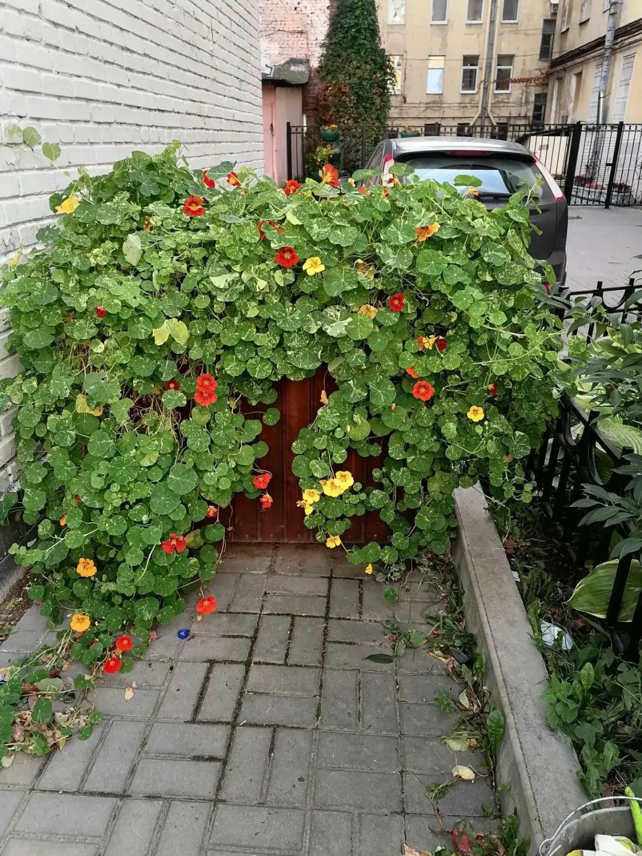 В округе сезон уборки клумб. И некоторые даже жаль убирать. Фотографии прикладываю: сам...